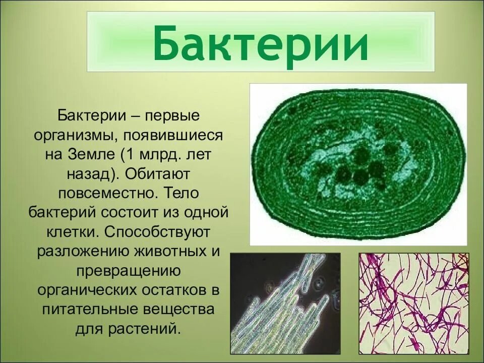 Как образуется организм. Жизнь первых организмов на земле. появление бактерий на земле. первые бактерии на земле. первые организмы появившиеся на земле.