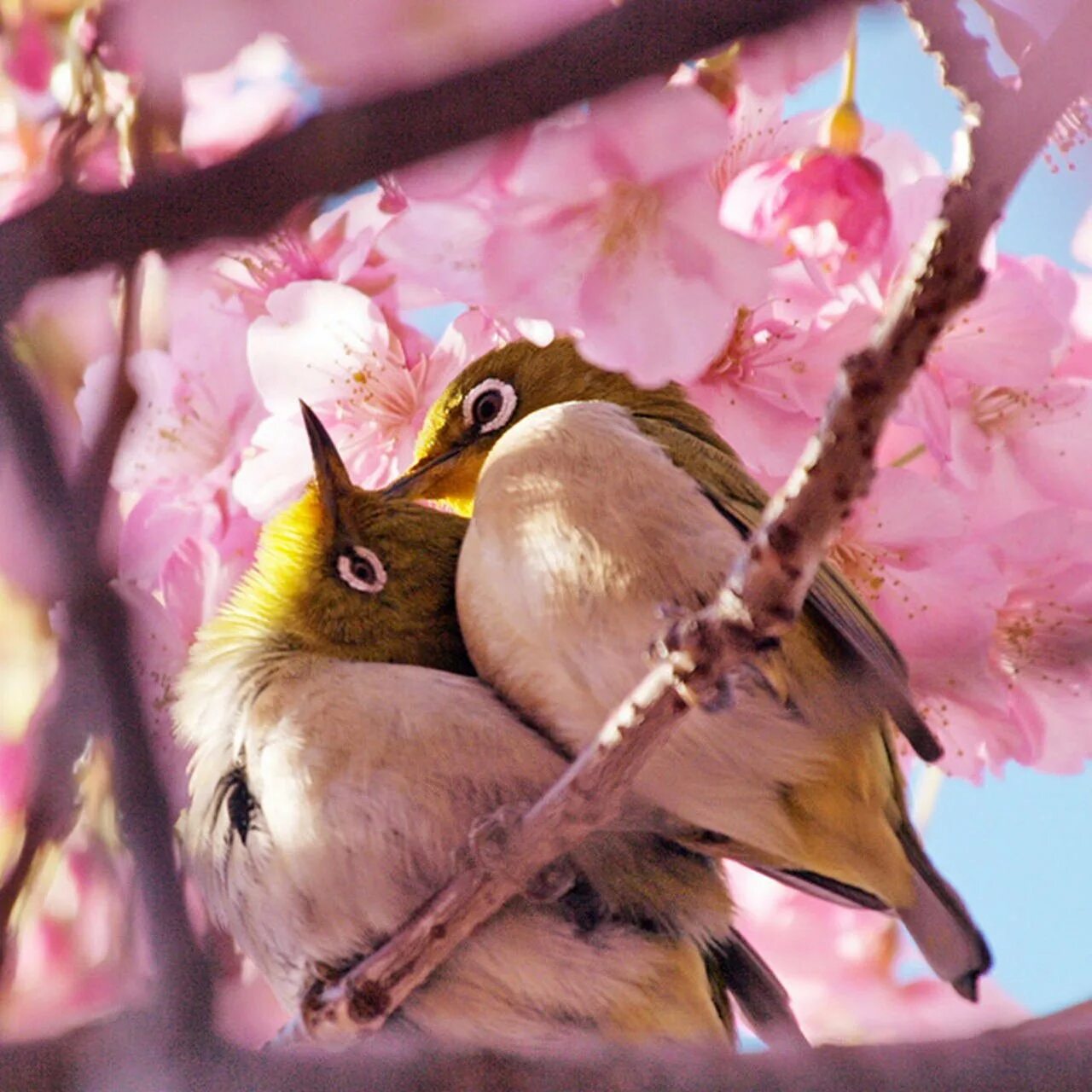 Птичка на Сакуре. Птицы на Сакуре. Птицы на цветущей Сакуре. Две сакуры