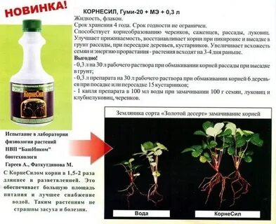 Можно ли замачивать семена в корневине