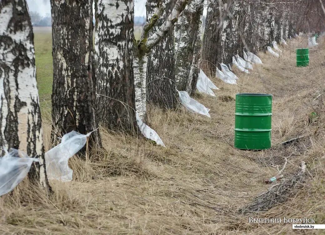 Как правильно березовый