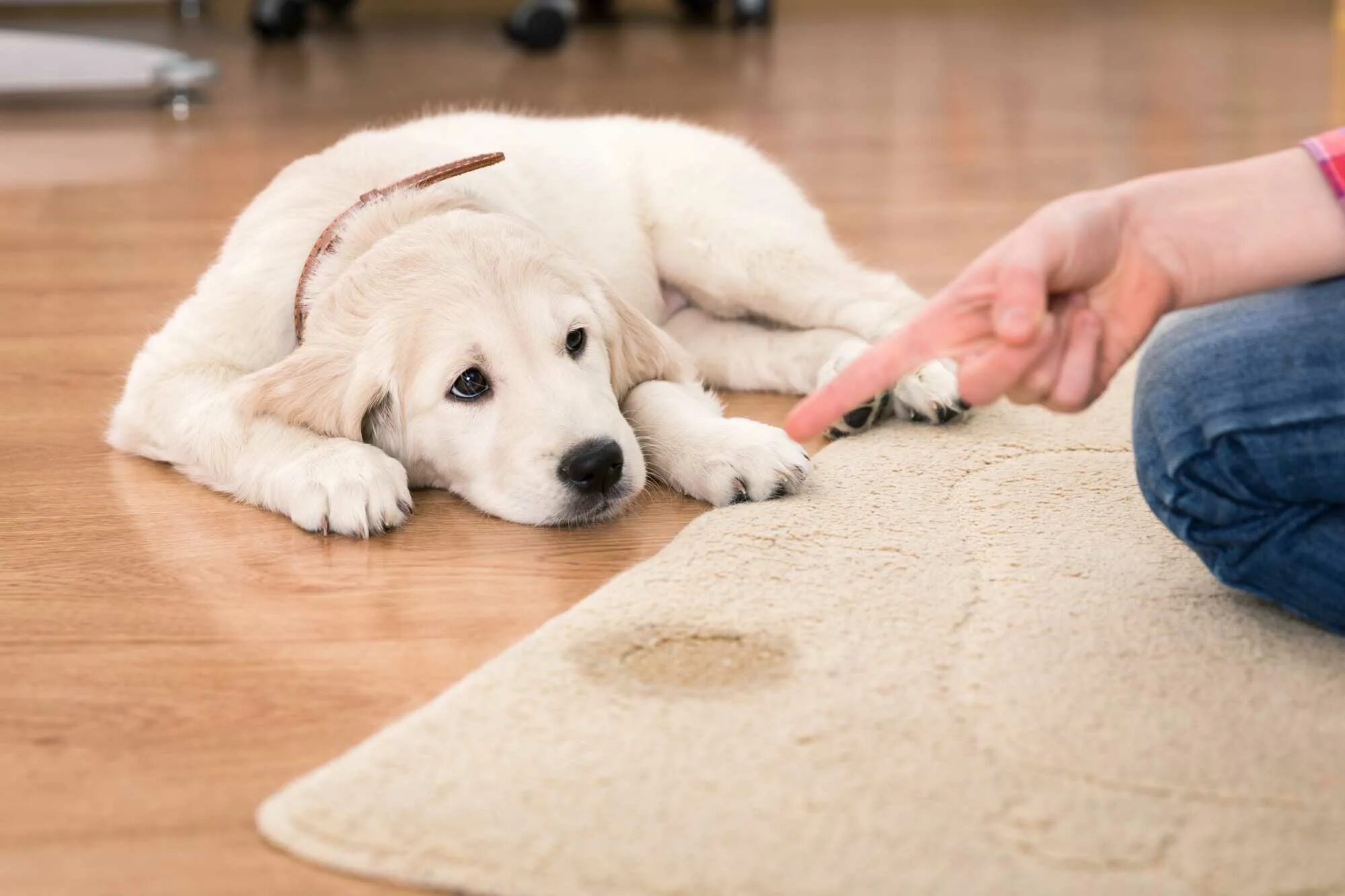 Pet clean. Собака на ковре. Животные на ковре. Щенок на ковре. Собаки для дома.