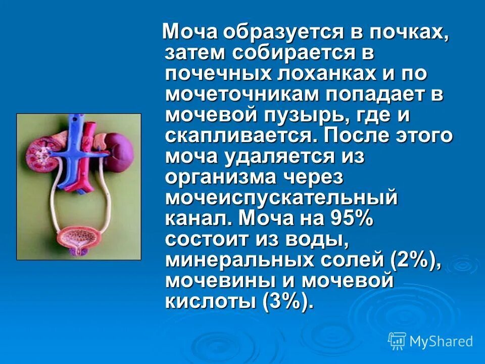 Откуда берется моча