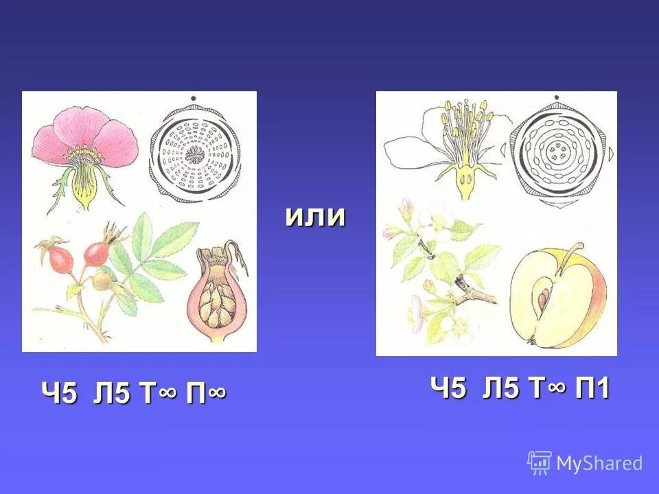 Ч5л5т бесконечность п1 какой цветок