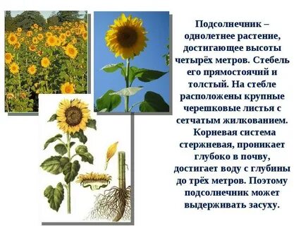 Подсолнечник двудольный