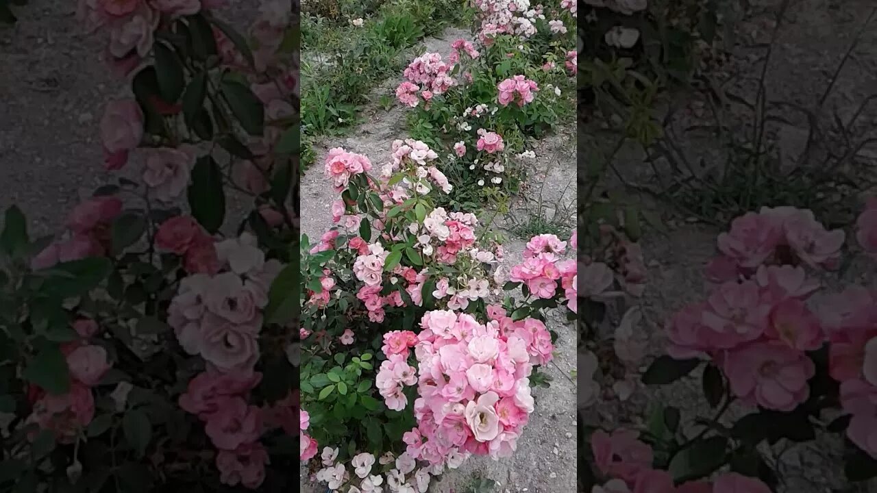 Кис роз. Rosa Angela.