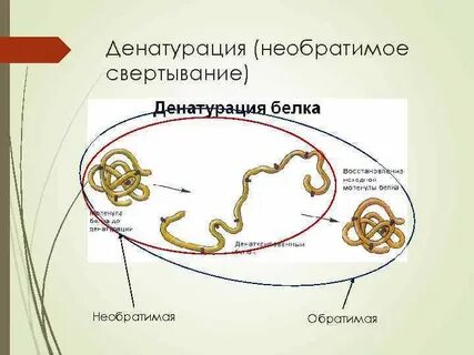 Варка мяса это денатурация животного белка