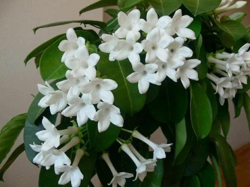 Стефанотис мадагаскарский. Цветок гардения жасминовидная. Stephanotis цветок. Цветок пахнет жасмином. Стефанотис мадагаскарский вариегатный.