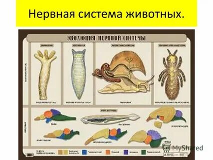 Виды опорных систем животных