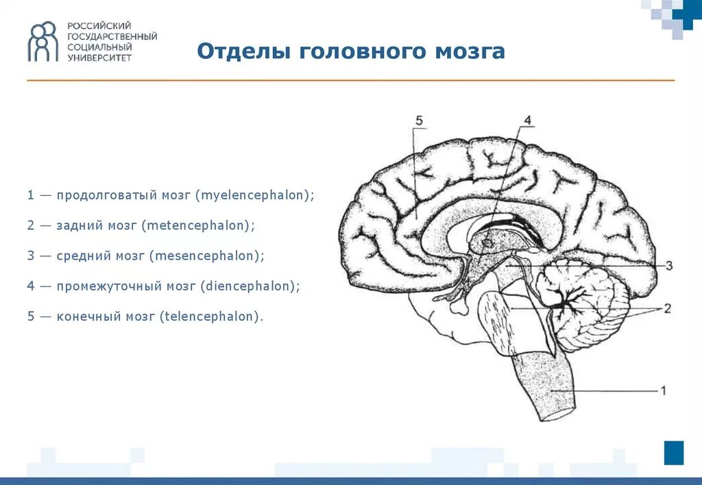 Укажите название отделов мозга. 1 Отдел головного мозга. 5 Отделов головного мозга рисунок. Отделы головного мозга 1-продолговатый. Продолговатый задний средний промежуточный конечный мозг.