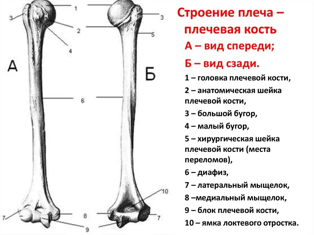 Плечевая кость анатомическая шейка. Трубчатая плечевая кость и её отделы. Анатомия плечевой кости Синельников. Анатомическая шейка плечевой кости.