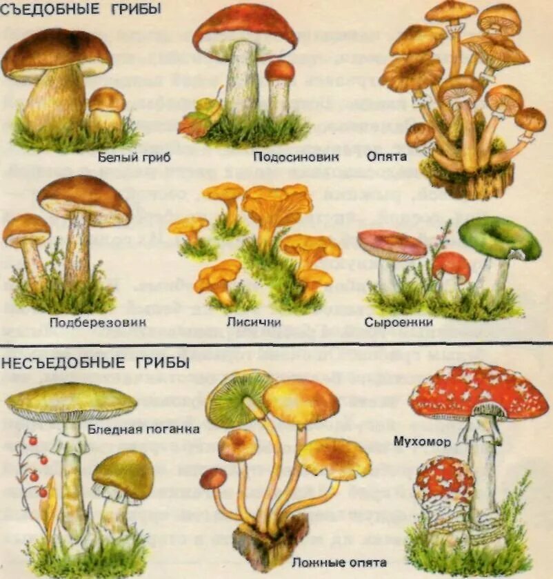 Как по другому называются грибы. Несъедобные грибы 2 класс окружающий мир. Рисунки грибов съедобных и несъедобных с названиями. Грибы для детей с названиями съедобные и несъедобные. Съедобные грибы и несъедобные грибы 2 класс окружающий мир.