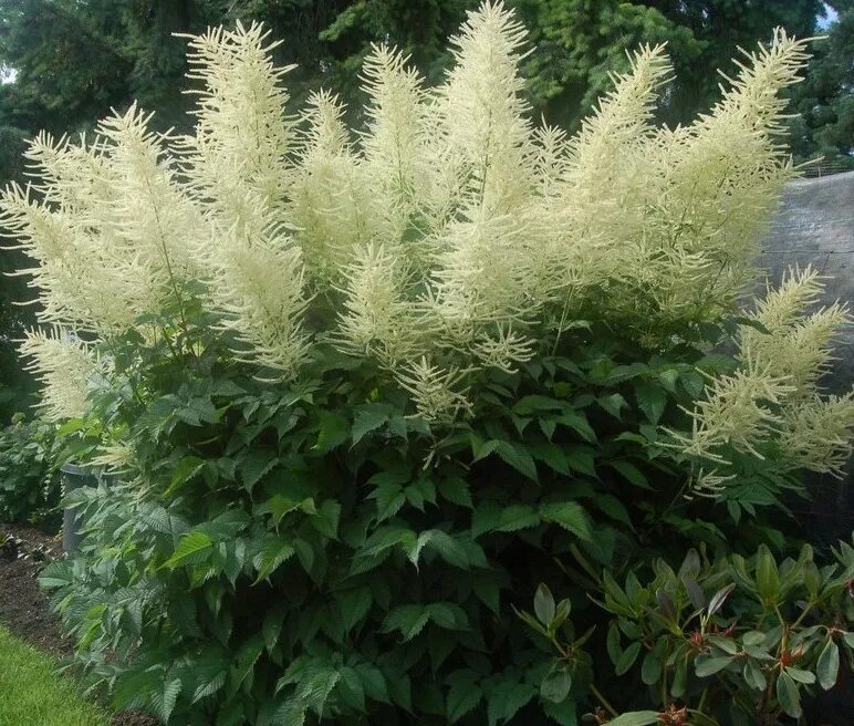 Волжанка двудомная (Aruncus dioicus). Волжанка китайская (Aruncus sinensis `Zweiweltenkind`). Арункус Волжанка. Волжанка китайская Zweiweltenking.