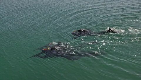 В каспийском море проходит государственная морская
