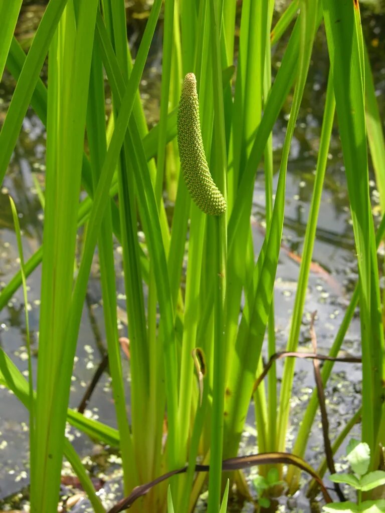 АИР обыкновенный - Acorus Calamus. АИР болотный (Acorus Calamus). Акорус Каламус. Acorus Calamus цветок.