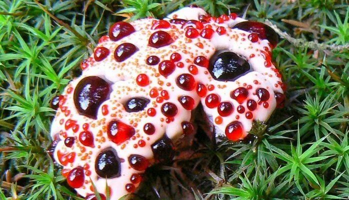 #MysteriousPlants Hydnellum Peckii Hydnellum peckii is a special type of fungi t