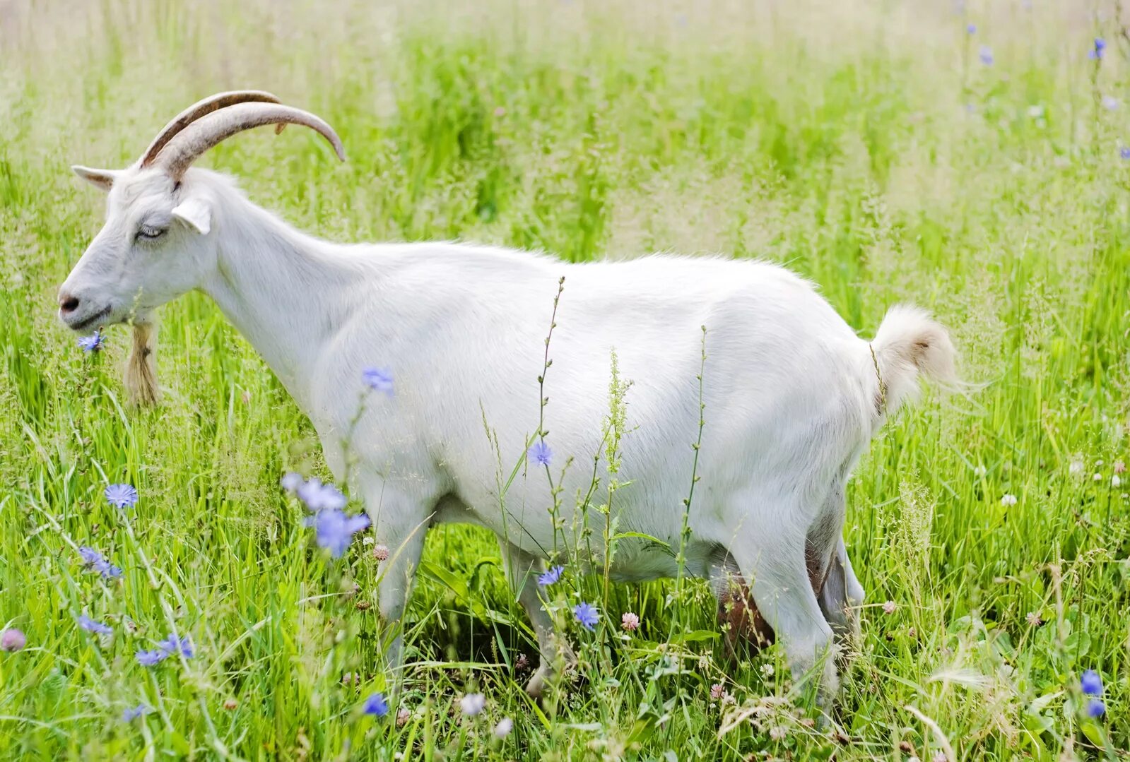 Goat com. Горьковская коза. Козёл безрогий. Коза козёл козлёнок. За.