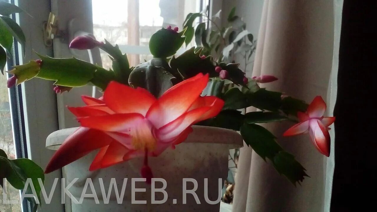 у декабриста опадают бутоны. лечебные свойства декабриста. декабрист цветет в марте. бутоны декабриста фото. у декабриста опадают бутоны не распустившись.