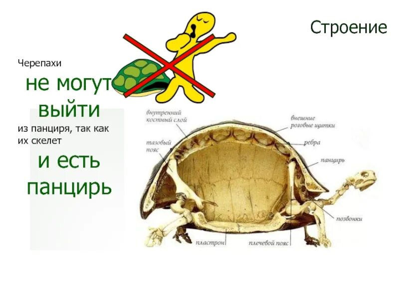 Особенности строения черепахи. Красноухая черепаха строение тела. строение скелета красноухой черепахи. строение органов красноухой черепахи. строение панциря красноухой черепахи.