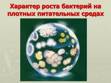 Характер роста
