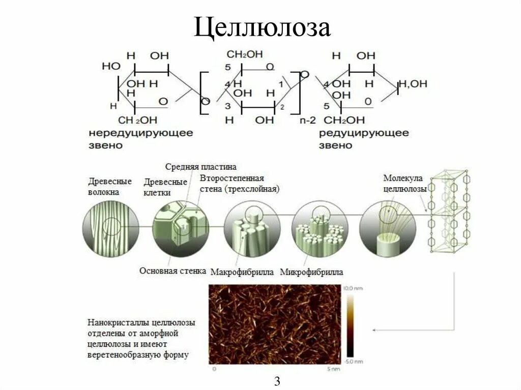Название целлюлозы. Название целлюлозы