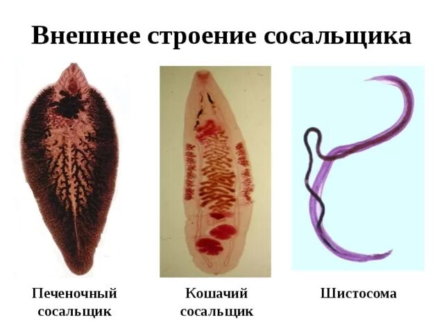 Печеночный сосальщик плоский червь. Черви-сосальщики – трематоды.. Пищеварительная система кошачьего сосальщика. Строение сосальщиков червей. Кошачья двуустка и печеночный сосальщик.