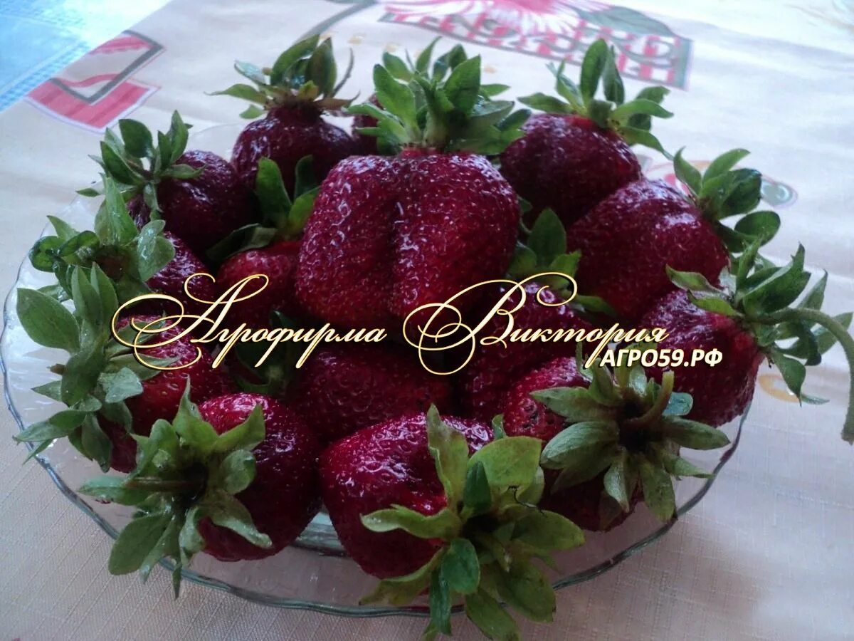 Сорт клубники бордового цвета. Сорт клубники рубин. сорт клубники кардинал. саженцы клубника кардинал.