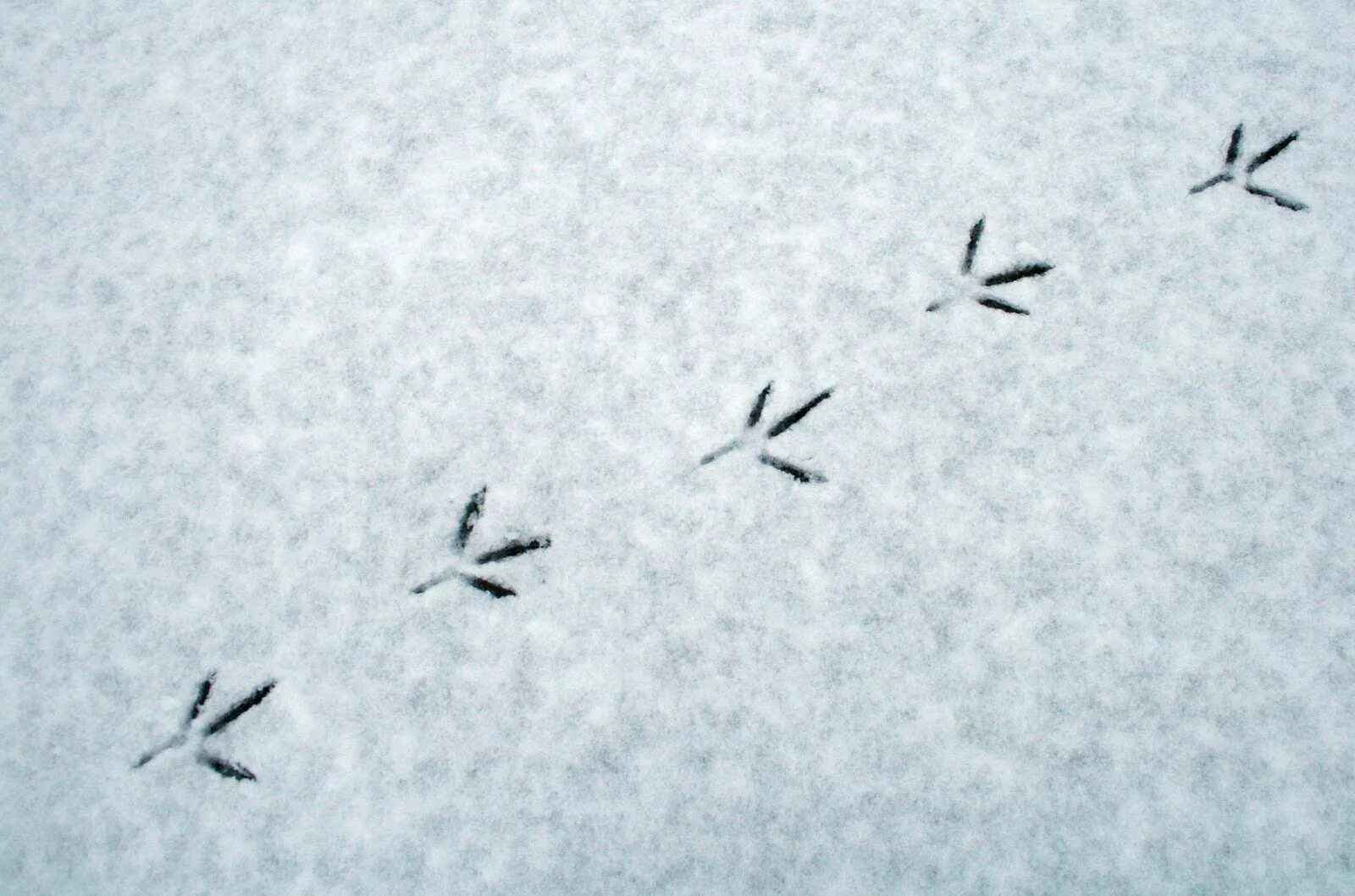 Следы птиц. Следы зимующих птиц. Следы птичек на снегу. Отпечатки птиц на снегу. На снегу видны птичьи следы