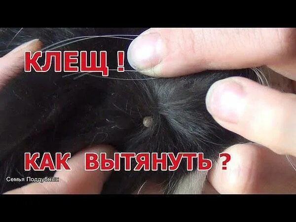 Как вытащить кота. Как вытащить клеща у кошки. как вытащить клеща у котенка.