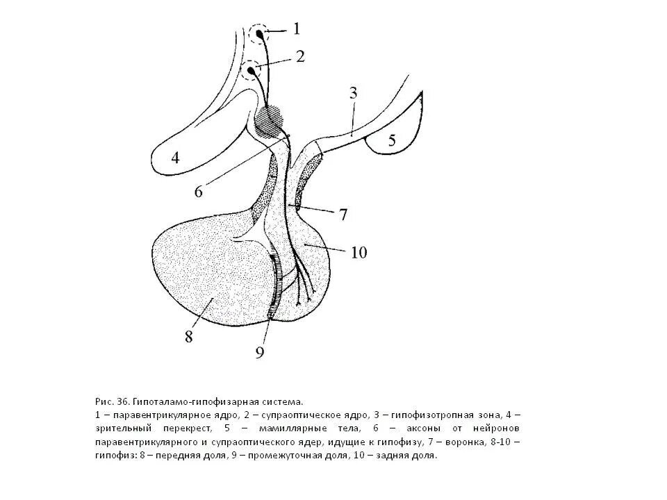 Гипофиз у животных. Схема гипоталамо-аденогипофизарной системы. Гипоталамо-гипофизарная система ядра. Схему связей в гипоталамо-гипофизарной системе. Строение гипоталамо-гипофизарной системы.