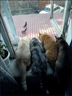 Покажи что там