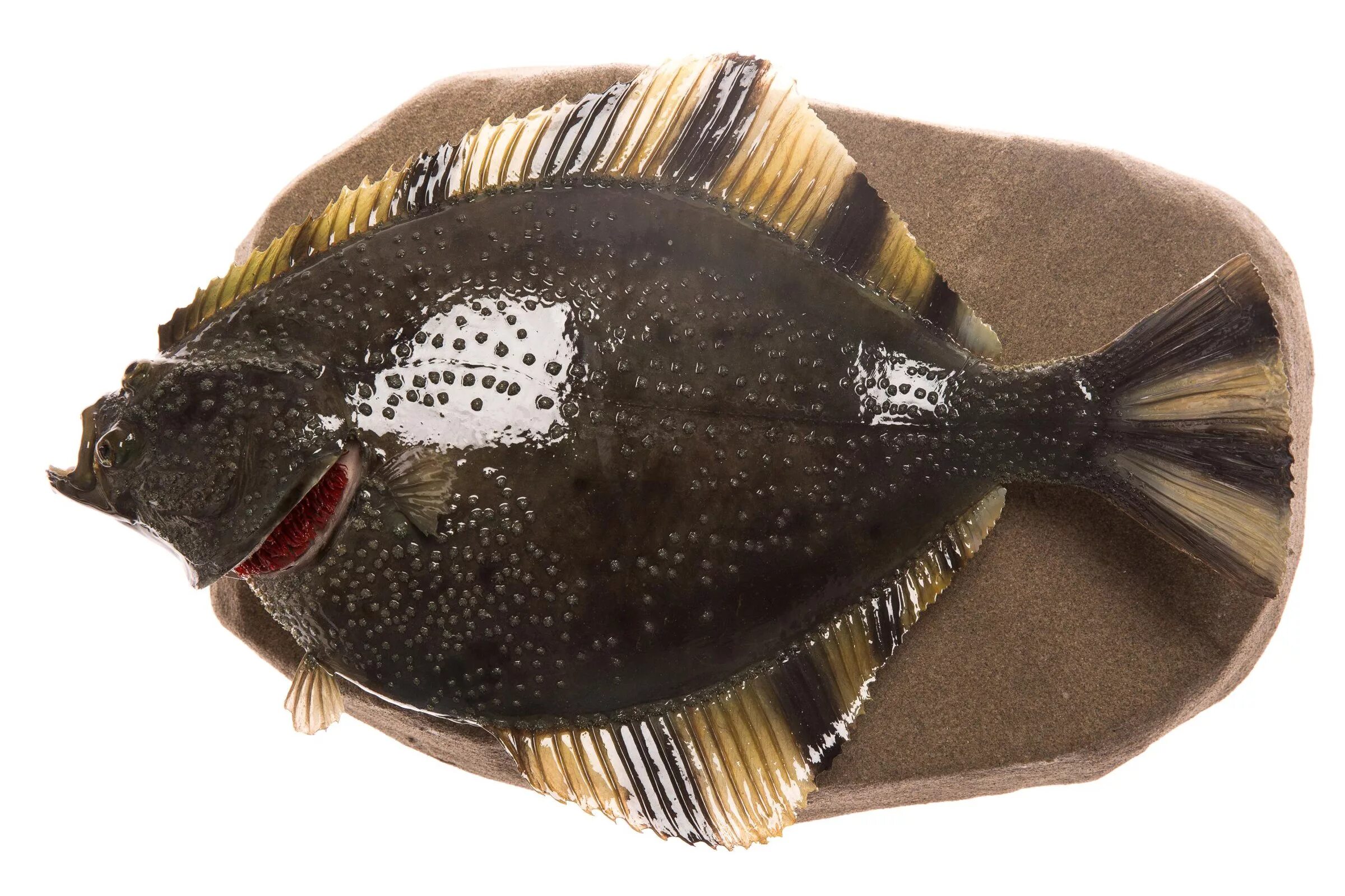 Атлантический белокорый палтус. Палтус морская рыба. Ёрш камбала рыба. Морская рыба камбала. Тихоокеанский белокорый палтус.