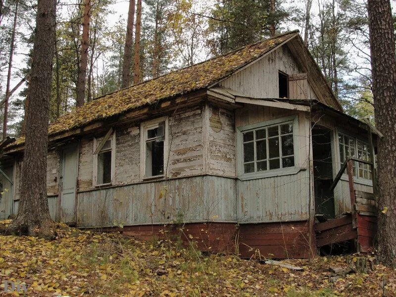 611 васкелово лесное. Заброшенный лагерь Березка Васкелово. Пионерский лагерь Березка Васкелово. Заброшенный Пионерский лагерь Березка Московская область. Заброшенный лагерь Березка Красноярск.