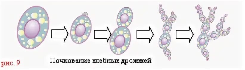 Дрожжевая клетка