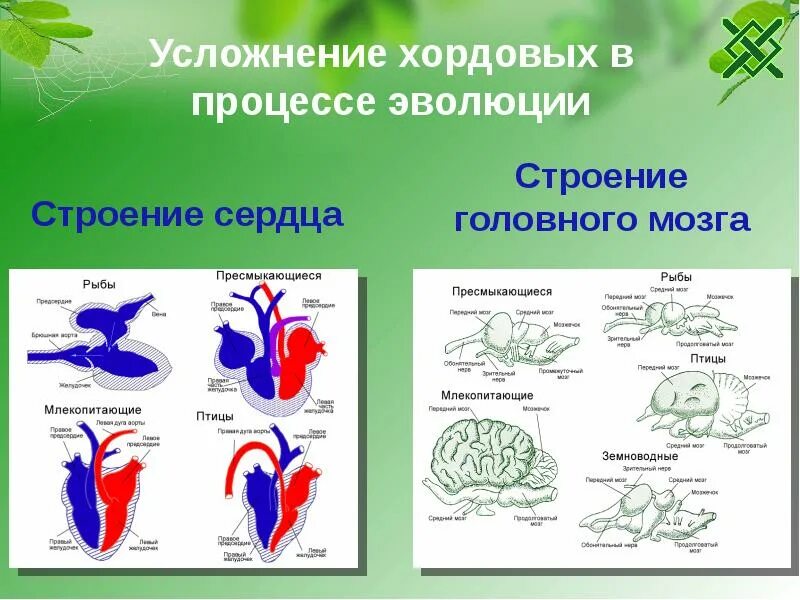 Усложнение животных. Строение сердца позвоночных животных. Усложнение организации животных. Сердце разных животных.