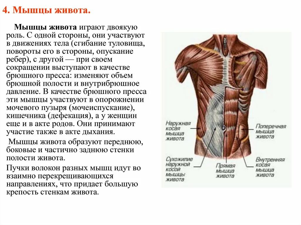 Мышцы живота вид спереди. Строение мышц живота сбоку. Мышцы живота топография и функции. Мышцы пресса анатомия сбоку.