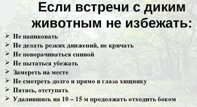 Поведение при встрече с диким животным. Правила поведения с дикими животными. правила при встрече с дикими животными. правила поведения при встрече с диким животным. правила проведения при встрече с дикими животными в лесу.