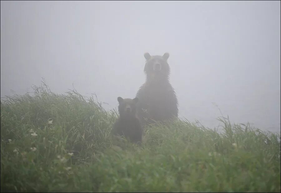 Более того совсем не. Медведь в тумане. Смешно про туман. Ежик в тумане. Туман прикол.