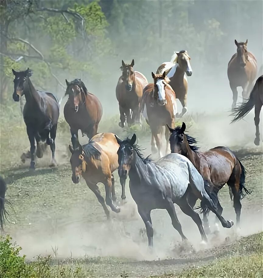 конник польский порода лошадей.