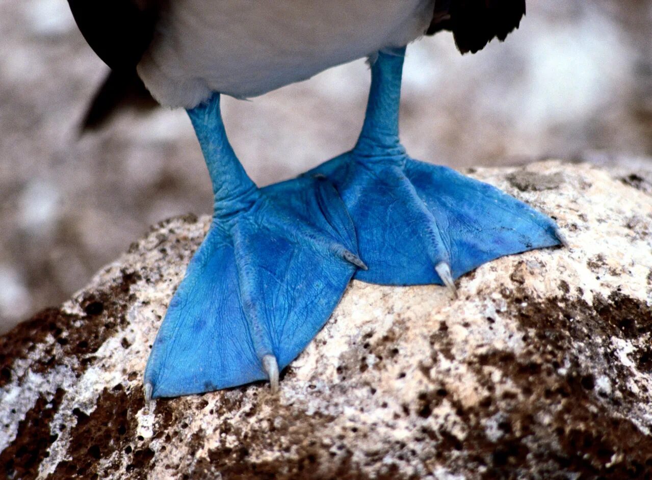 У птиц есть ноги. Голубоногая олуша. Лапы голубоногой олуши. Голубая олуша. Голубоногая кряква\.
