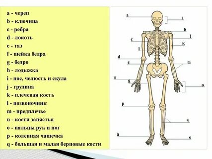 Ключица это какая кость
