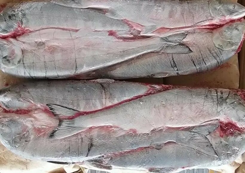 Рыба 1 сорта. Кета рыба. кета потрошеная с головой. кета свежемороженая.