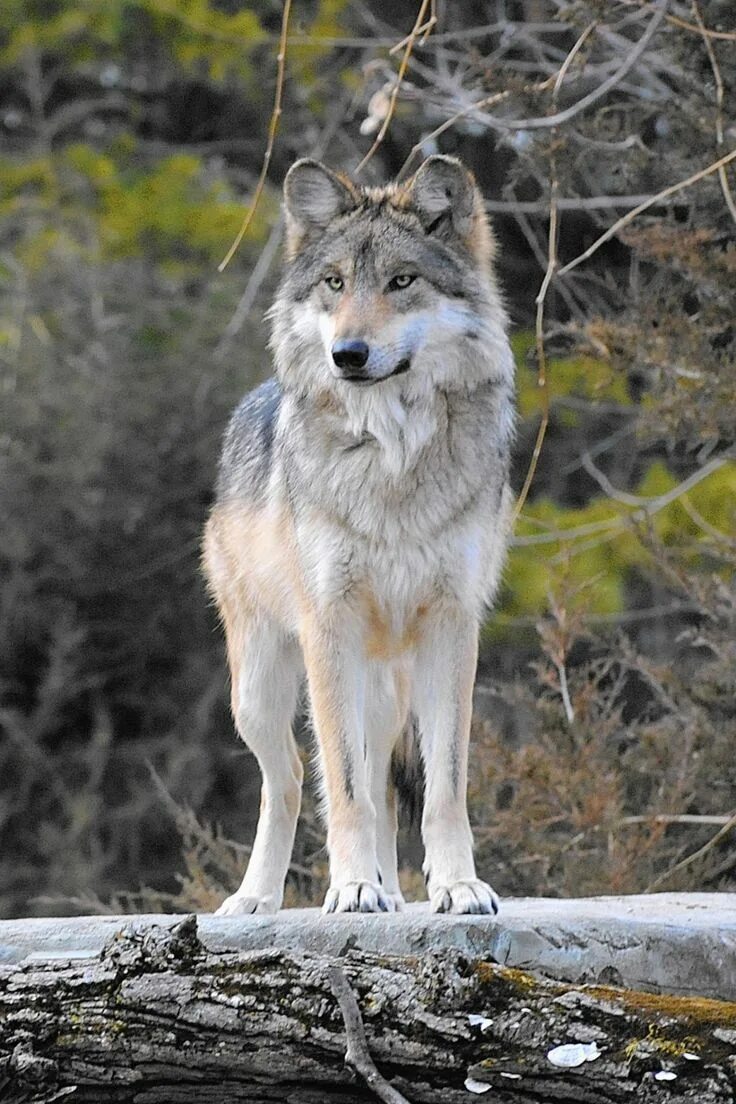 Волк canis Lupus. Среднерусский Лесной волк. Макензенский волк. Волк серый обыкновенный. Beautiful wolves