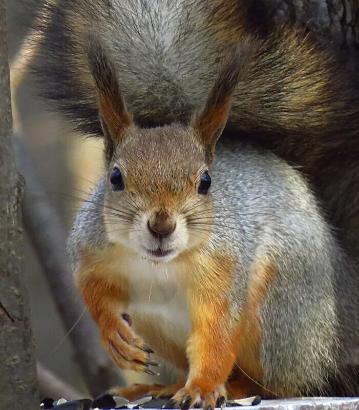 белка грызун. белка летяга. пальмовые белки. каролинская белка. белок виды белка.