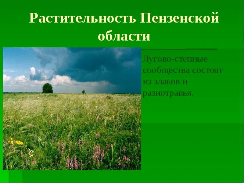 Растительное сообщество степи сообщение. Растительное сообщество степи сообщение