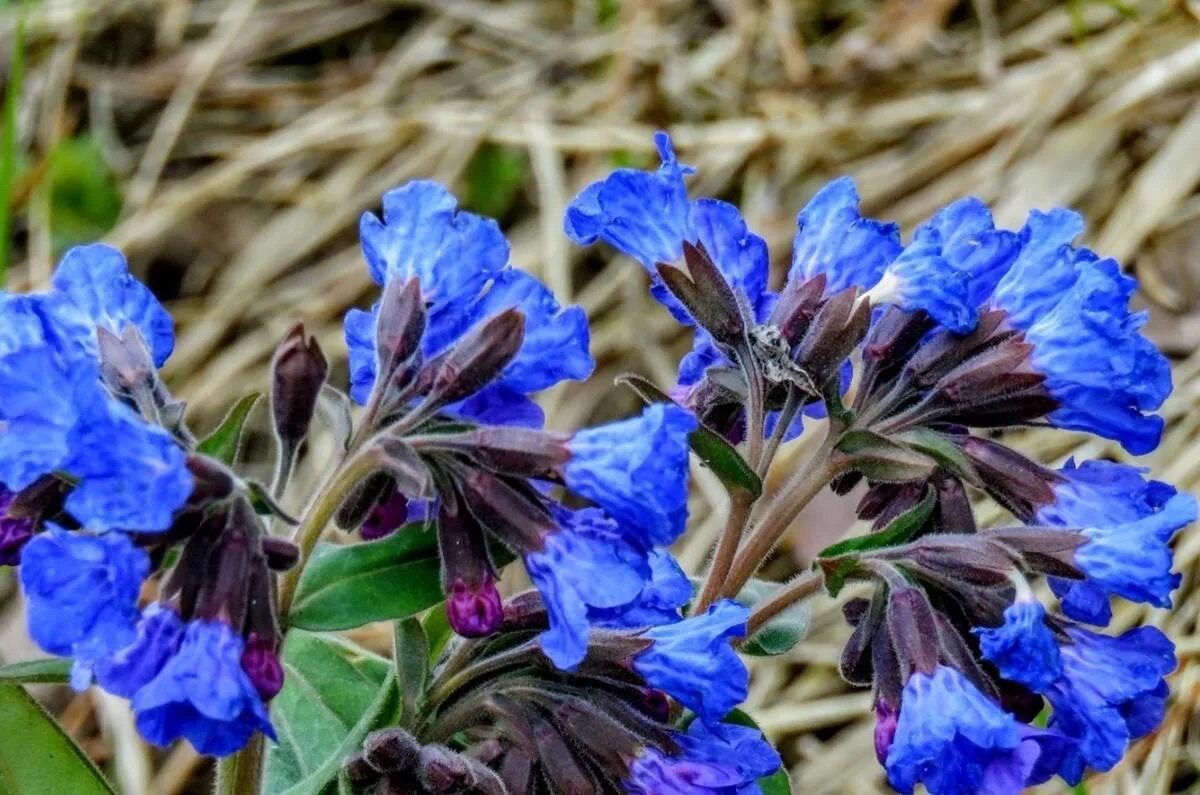 Медуница цветок. Медуница (Pulmonaria). Медуница мягонькая. Первоцветы Медуница. Как выглядит цветок медуница