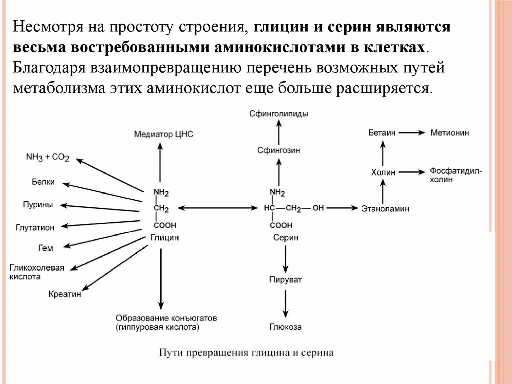 Общие пути метаболизма аминокислот. Общая схема метаболизма аминокислот. Схема обмена аминокислот биохимия. Обмен простых белков и аминокислот в клетках.