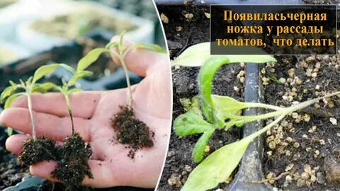 Чем кормить рассаду помидор для толстой ножки