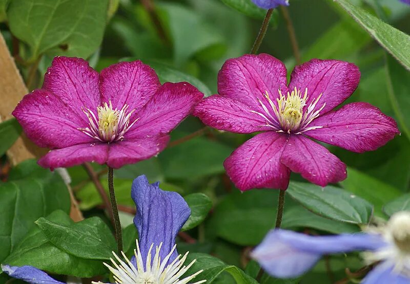 Clematis 'Orange Peel'