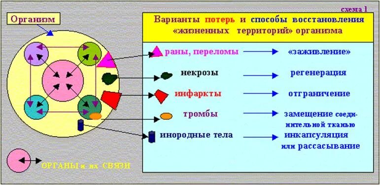 Варианты потери информации. Общие закономерности гомеостаза живых систем. Понятие о гомеостазе Общие закономерности гомеостаза живых систем. Ресурсы организма схема. Определите вид компенсаторно-приспособительных реакций.