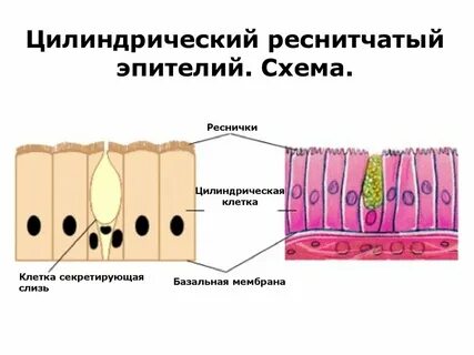 Реснитчатый эпителий
